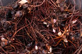 Black Cohosh Root Powder 1 lb