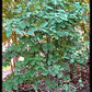 Cascara Sergrada Bark Powder 1 lb