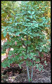 Cascara Sergrada Bark Powder 1 lb