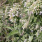 Catnip Pellets