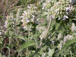 Catnip Pellets