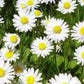 Chamomile Flowers 1 lb