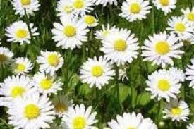Chamomile Flowers 1 lb