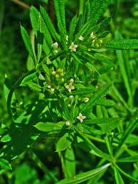 Clever Herb Powder 1 lb