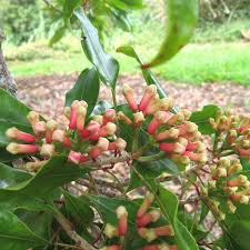 Clove Powder 1 lb