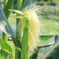 Cornsilk Powder 1 lb