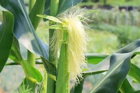 Cornsilk Powder 1 lb