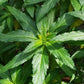 Damiana Leaf Powder 1 lb