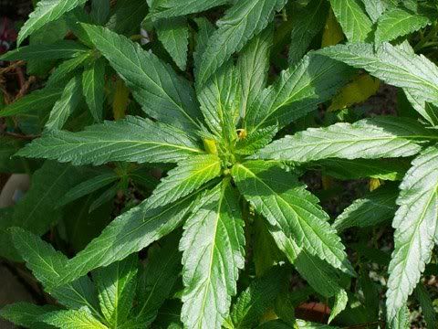 Damiana Leaf Powder 1 lb