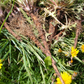 Dandelion Root Powder 1 lb
