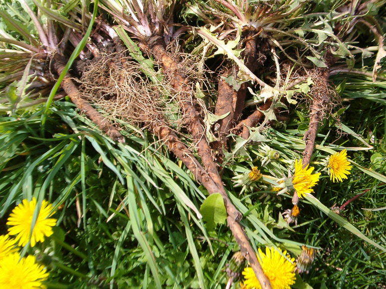 Dandelion Root Powder 1 lb