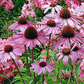 Echinacea Powder