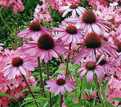 Echinacea Powder