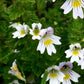 Eyebright Herb Powder 1 lb