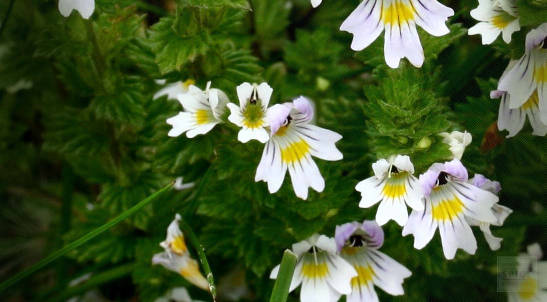 Eyebright Herb Powder 1 lb