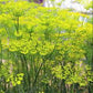 Fennel Seed Powder 1 lb