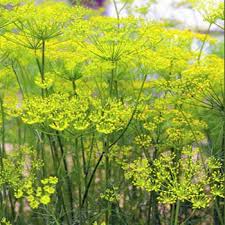 Fennel Seed Powder 1 lb