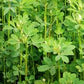 Fenugreek Seed Powder 1 lb
