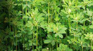 Fenugreek Seed Powder 1 lb