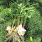 Ginger Root Powder 1 lb