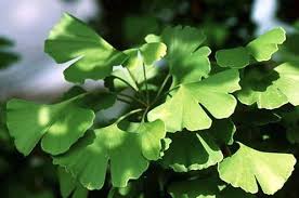 Gingko Leaf Powder 1 lb