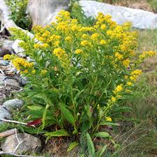 Goldenrod Herb Powder 1 lb