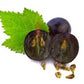 Grapeseed Powder 1 lb