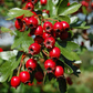 Hawthorn Berry Powder 1 lb