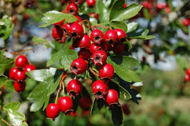 Hawthorn Berry Powder 1 lb