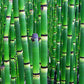 Horsetail Powder