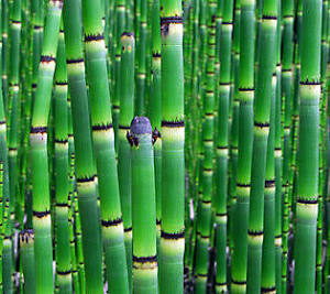 Horsetail Powder