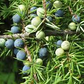 Juniper Berry Powder 1 lb