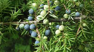 Juniper Berry Powder 1 lb
