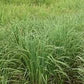 Lemongrass 1 lb