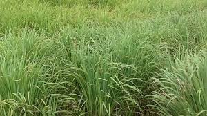 Lemongrass 1 lb