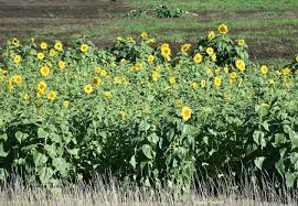 Marigold Flower Powder 1 lb