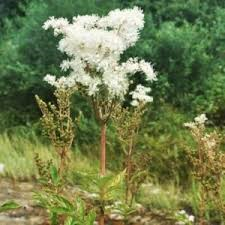 Meadowsweet Herb Powder 1 lb