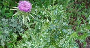 Milk Thistle Seed Powder 1 lb