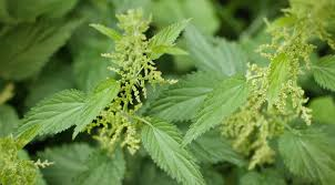 Nettle Leaf Cut & Sift 1 lb