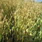 Whole Oat Powder 1 lb.