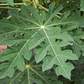 Papaya Leaf Powder 1 lb