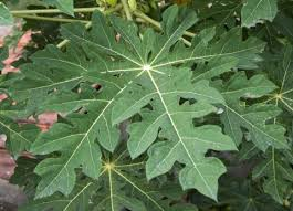 Papaya Leaf Powder 1 lb