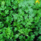 Parsley Leaf Powder 1 lb
