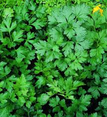 Parsley Leaf Powder 1 lb