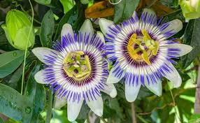 Passion Flower Powder 1 lb