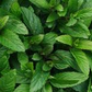 Peppermint Crushed 1 lb