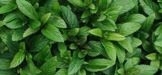 Peppermint Crushed 1 lb