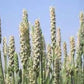 Psyllium Seed Powder 1 lb