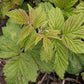Raspberry Leaf
