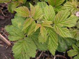 Raspberry Leaf